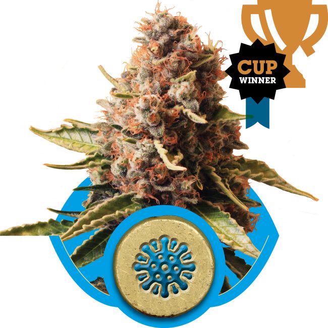 Royal Queen Seeds Euphoria CBD Hanfsamen