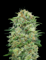 WEEDLINGS© White Widow Hanfsamen - Autoflowering