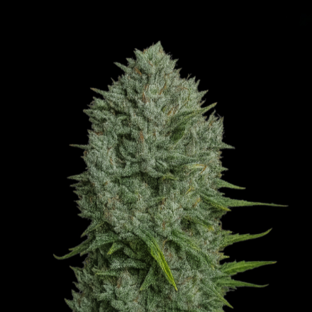 Fast Buds Original Northern Lights Autoflowering Samen