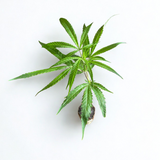 Amnesia Master Cut Hanfsteckling