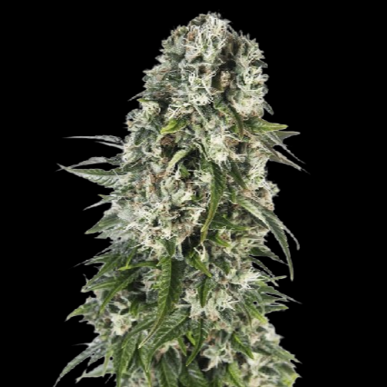 WEEDLINGS© Big Bud Hanfsamen - Autoflowering