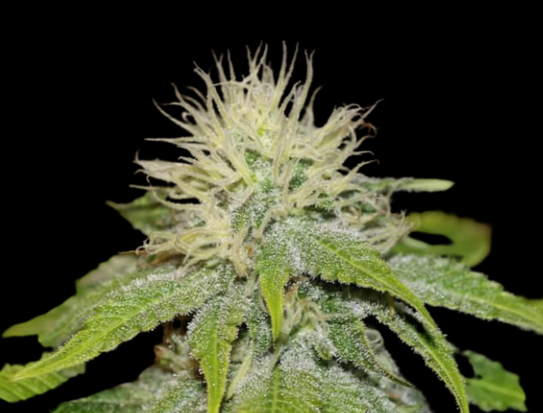 WEEDLINGS© Green Crack Fast Hanfsamen