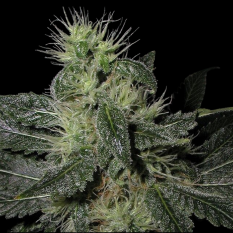 WEEDLINGS© Alien OG Hanfsamen - Autoflowering