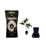 Starter-Set für den perfekten Grow: Vierkant-Topf, BioBizz Light-Mix Erde 20L & Hanfsteckling