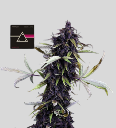Pink Kush CBD 30:1 Samen - Autoflowering
