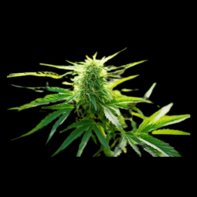 WEEDLINGS© Amnesia Hanfsamen