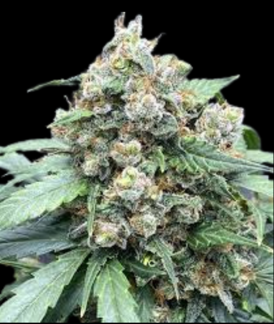 WEEDLINGS© Cream Caramel Hanfsamen - Autoflowering