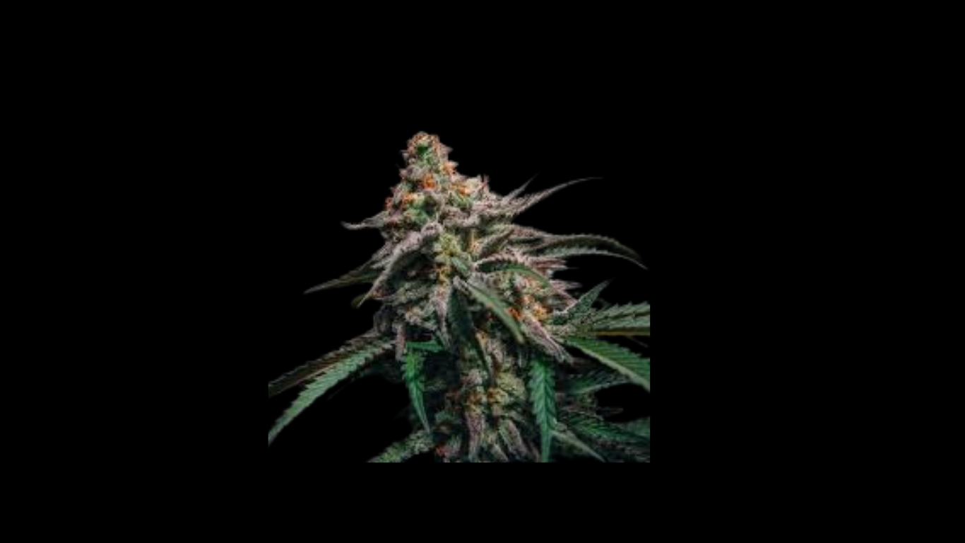 WEEDLINGS© Nothern Lights Hanfsamen