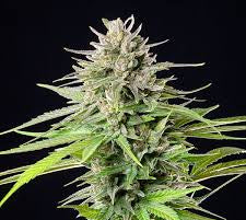 WEEDLINGS© Blue Cheese Hanfsamen