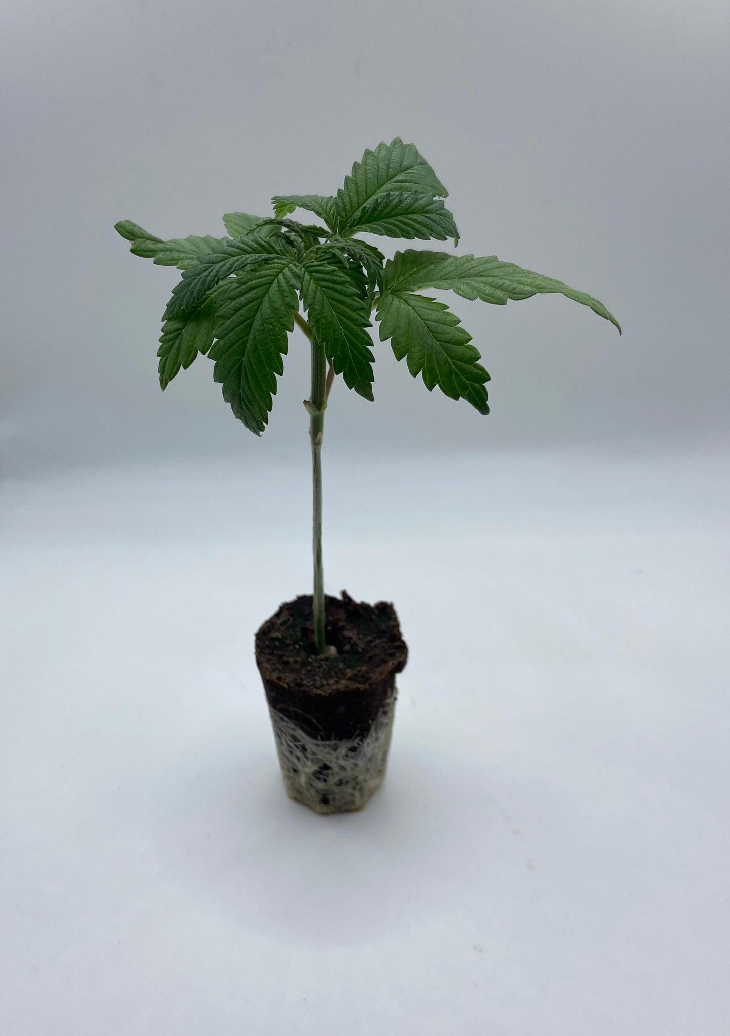 White Widow Sämling - Autoflowering