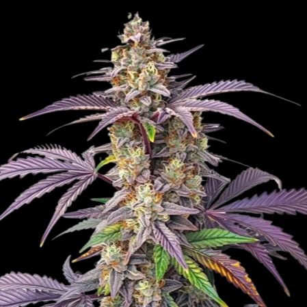 WEEDLINGS© Peanut Butter Breath Hanfsamen - Autoflowering
