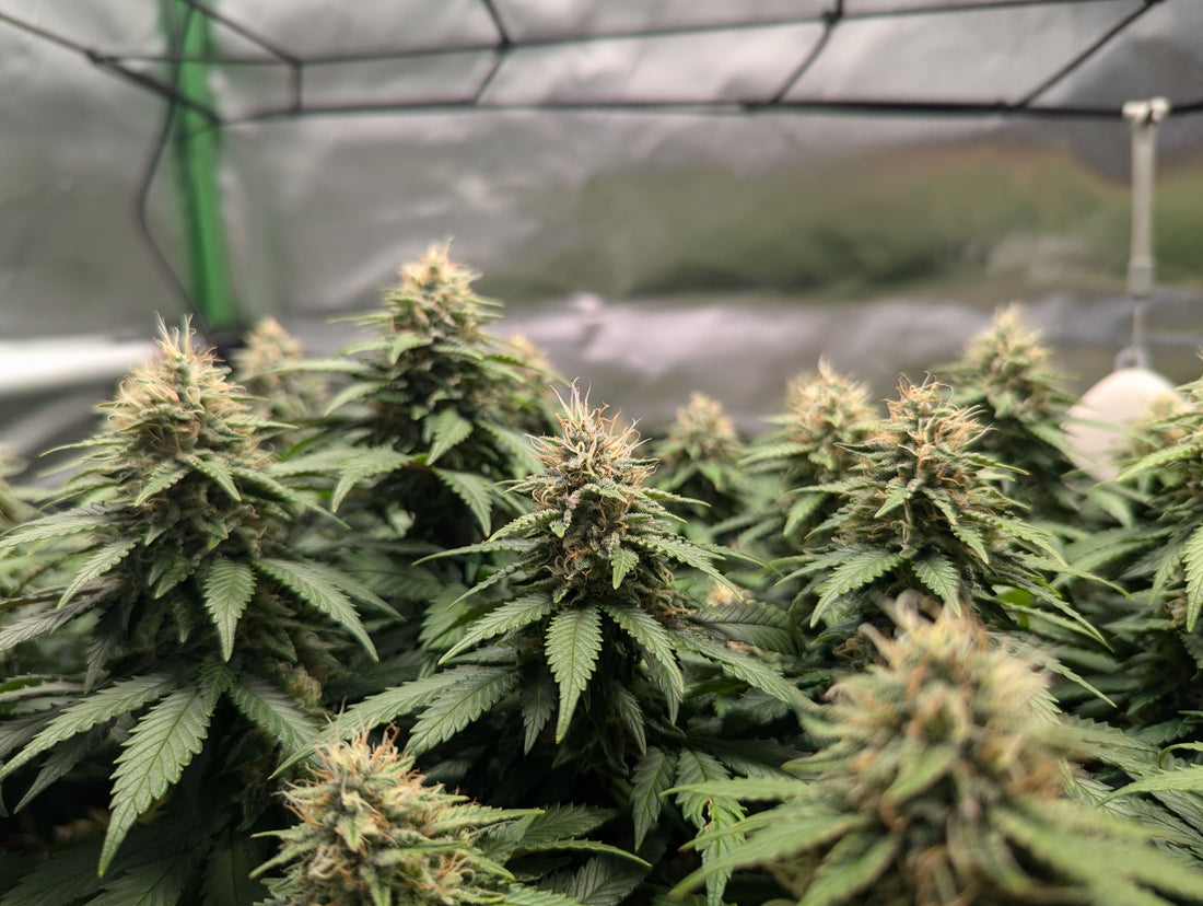 Cannabis ernten: Wie du es direkt richtig machst