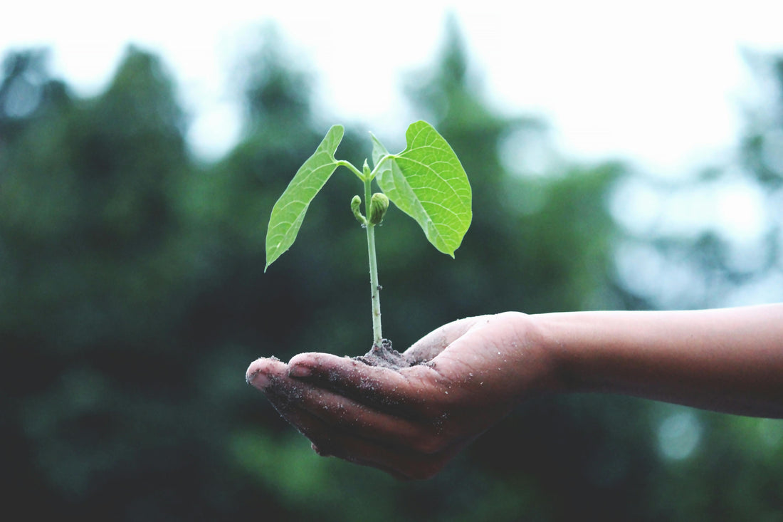 Biologischer Cannabis-Anbau: Tipps für umweltfreundliches Growing