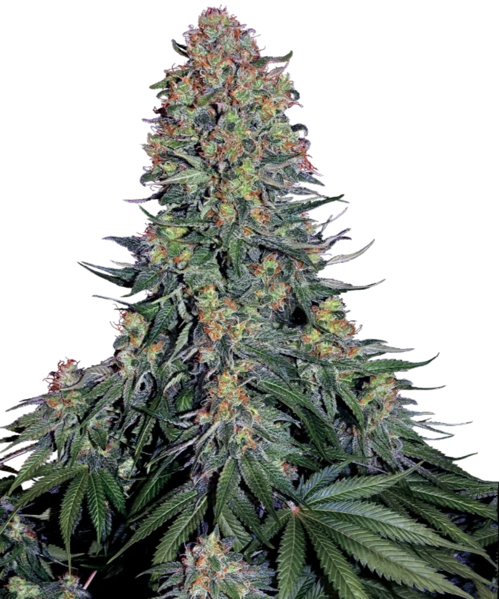 Blue Skunk/Blueberry Skunk Samen (Sensi Seeds)