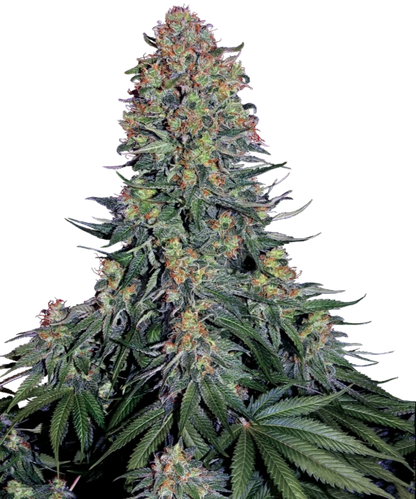 Blue Skunk/Blueberry Skunk Samen (Sensi Seeds)