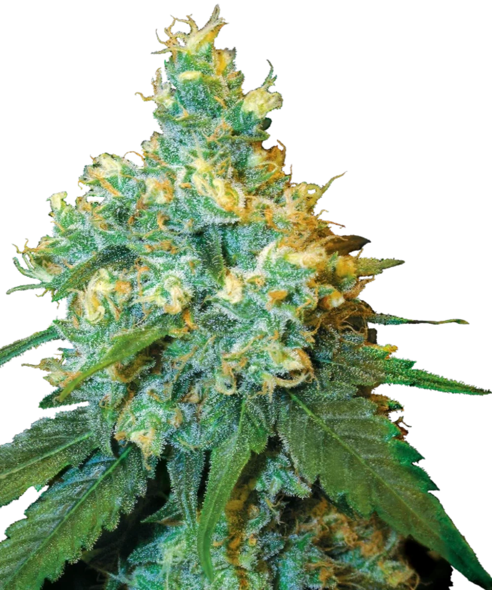 Jack Herer Samen (Sensi Seeds)