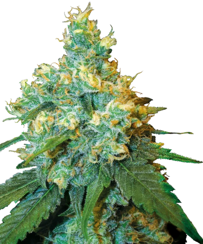 Jack Herer Samen (Sensi Seeds)