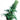 Sensi Seeds Early Pearl Reguläre Hanfsamen