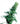 Sensi Seeds Early Pearl Reguläre Hanfsamen