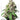Dutch Passion Euforia Hanfsamen - Autoflowering