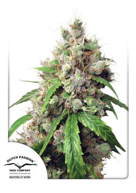 Dutch Passion Euforia Hanfsamen - Autoflowering