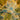 Ripper Seeds Sour Ripper Feminisierte Hanfsamen