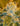 Ripper Seeds Sour Ripper Feminisierte Hanfsamen