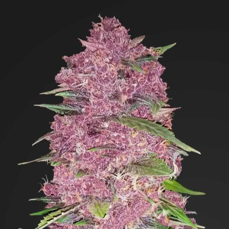 Fast Buds Purple Lemonade Autoflowering Samen