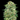 WEEDLINGS© White Widow Hanfsamen - Autoflowering