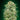 00 Seeds White Widow CBD Samen