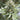 Lemongrass Humboldt Seed Company Hanfsamen