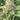 Apple Blossom Humboldt Seed Company Hanfsamen