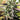 Chunkadelic Auto Humboldt Seed Company Hanfsamen