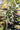 Chunkadelic Auto Humboldt Seed Company Hanfsamen