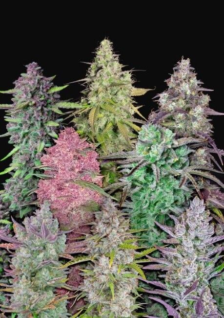 Fastbuds Mixed Pack Hanfsamen - Autoflowering