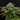 WEEDLINGS© Alien Rock Candy Hanfsamen