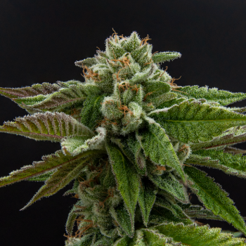 WEEDLINGS© Alien Rock Candy Hanfsamen