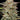 Banana OG Humboldt Seed Company Hanfsamen