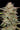 Banana OG Humboldt Seed Company Hanfsamen