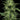 Limez Humboldt Seed Company Hanfsamen