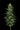 Limez Humboldt Seed Company Hanfsamen