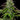 Garlic Budder Auto Humboldt Seed Company Hanfsamen