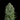 Fast Buds Original Northern Lights Autoflowering Samen
