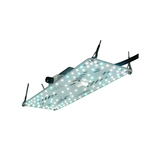 BloomStar FLUXshield Habibi 140 - 50W