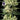 Seedsman Purple Ghost Candy Feminisierte Hanfsamen - Ansicht 6