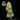 Seedsman Purple Ghost Candy Feminisierte Hanfsamen - Ansicht 7