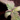 Seedsman Purple Ghost Candy Feminisierte Hanfsamen - Ansicht 9