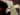 Seedsman Purple Ghost Candy Feminisierte Hanfsamen - Ansicht 9