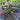 Seedsman Purple Ghost Candy Feminisierte Hanfsamen - Ansicht 4
