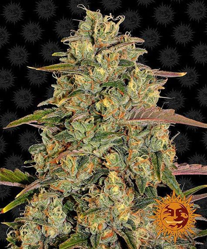 Amnesia Lemon Samen (Barneys Farm)